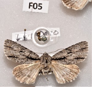  ( - CCDB-34609 F05)  @12 [ ] CreativeCommons - Attribution Non-Commercial Share-Alike (2012) CBG Photography Group Centre for Biodiversity Genomics