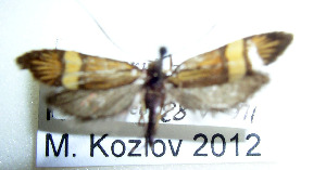  (Nemophora degeerella MK2 - KOZ181)  @11 [ ] Copyright (2012) Marko Mutanen University of Oulu