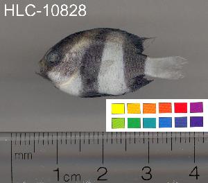  ( - HLC-10828)  @13 [ ] CreativeCommons - Attribution (2010) CBG Photography Group Centre for Biodiversity Genomics
