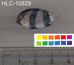  ( - HLC-10829)  @13 [ ] CreativeCommons - Attribution (2010) CBG Photography Group Centre for Biodiversity Genomics