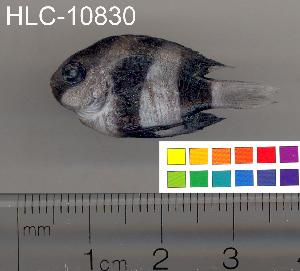  ( - HLC-10830)  @13 [ ] CreativeCommons - Attribution (2010) CBG Photography Group Centre for Biodiversity Genomics