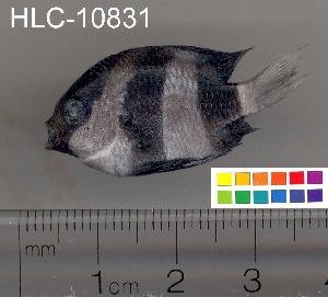  ( - HLC-10831)  @13 [ ] CreativeCommons - Attribution (2010) CBG Photography Group Centre for Biodiversity Genomics
