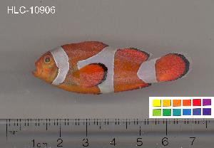 (Amphiprion ocellaris - HLC-10906)  @14 [ ] CreativeCommons - Attribution (2010) CBG Photography Group Centre for Biodiversity Genomics