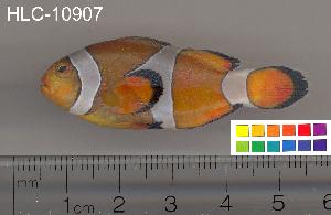  ( - HLC-10907)  @13 [ ] CreativeCommons - Attribution (2010) CBG Photography Group Centre for Biodiversity Genomics