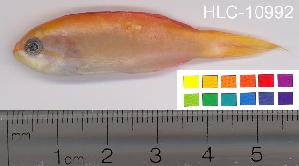  ( - HLC-10992)  @13 [ ] CreativeCommons - Attribution (2010) CBG Photography Group Centre for Biodiversity Genomics