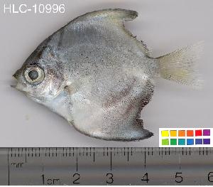  ( - HLC-10996)  @14 [ ] CreativeCommons - Attribution (2010) CBG Photography Group Centre for Biodiversity Genomics