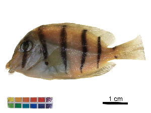  (Acanthurus sp - HLC-11614)  @11 [ ] CreativeCommons - Attribution (2017) CBG Photography Group Centre for Biodiversity Genomics