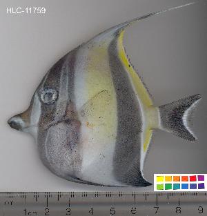  ( - HLC-11759)  @11 [ ] CreativeCommons - Attribution (2010) CBG Photography Group Centre for Biodiversity Genomics