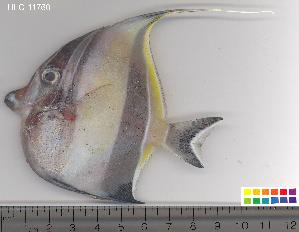  ( - HLC-11760)  @11 [ ] CreativeCommons - Attribution (2010) CBG Photography Group Centre for Biodiversity Genomics