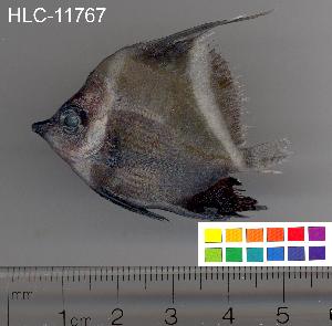  (Heniochus varius - HLC-11767)  @14 [ ] CreativeCommons - Attribution (2010) CBG Photography Group Centre for Biodiversity Genomics