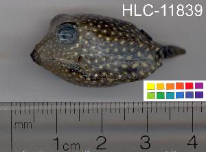  ( - HLC-11839)  @13 [ ] CreativeCommons - Attribution (2010) CBG Photography Group Centre for Biodiversity Genomics