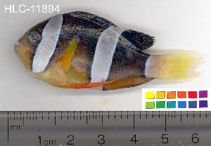  ( - HLC-11894)  @14 [ ] CreativeCommons - Attribution (2010) CBG Photography Group Centre for Biodiversity Genomics