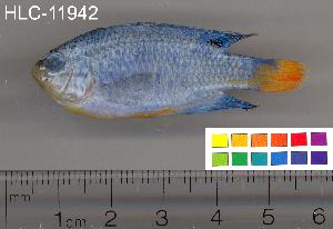  ( - HLC-11942)  @14 [ ] CreativeCommons - Attribution (2010) CBG Photography Group Centre for Biodiversity Genomics