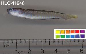  ( - HLC-11946)  @13 [ ] CreativeCommons - Attribution (2010) CBG Photography Group Centre for Biodiversity Genomics