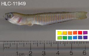  ( - HLC-11949)  @13 [ ] CreativeCommons - Attribution (2010) CBG Photography Group Centre for Biodiversity Genomics