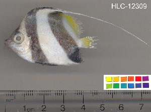  (Heniochus diphreutes - HLC-12309)  @13 [ ] CreativeCommons - Attribution (2010) CBG Photography Group Centre for Biodiversity Genomics