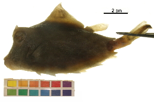  ( - HLC-15110)  @11 [ ] CreativeCommons - Attribution (2017) CBG Photography Group Centre for Biodiversity Genomics