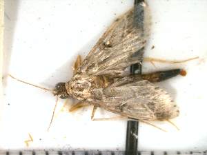  ( - Moth 3)  @12 [ ] Unspecified (default): All Rights Reserved  Unspecified Unspecified