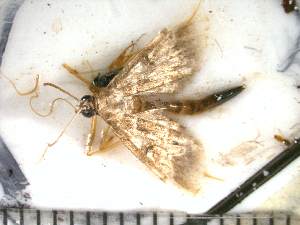  ( - Moth 5)  @12 [ ] Unspecified (default): All Rights Reserved  Unspecified Unspecified