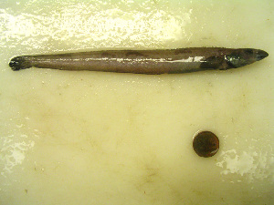  ( - 04HBL008102)  @13 [ ] CreativeCommons - Attribution (2007) CBG Photography Group Centre for Biodiversity Genomics
