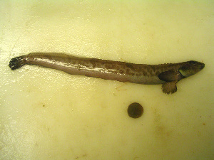  ( - 04HBL008103)  @13 [ ] CreativeCommons - Attribution (2010) CBG Photography Group Centre for Biodiversity Genomics