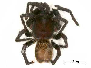  (Chromatopelma cyaneopubescens - ISIS# 40430)  @11 [ ] CreativeCommons - Attribution Non-Commercial Share-Alike (2017) CBG Photography Group Centre for Biodiversity Genomics