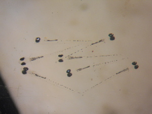  ( - CCDB-13981_B03)  @12 [ ] Copyright (2013) Allan D. Connell Unspecified