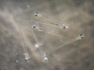  ( - CCDB-13981_B04)  @12 [ ] Copyright (2013) Allan D. Connell Unspecified