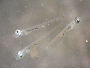  ( - CCDB-17645_G05)  @12 [ ] Copyright (2013) Allan D. Connell Unspecified