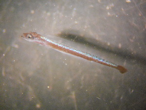  (Remora australis - CCDB-17646_G05)  @11 [ ] Copyright (2013) Allan D. Connell Unspecified