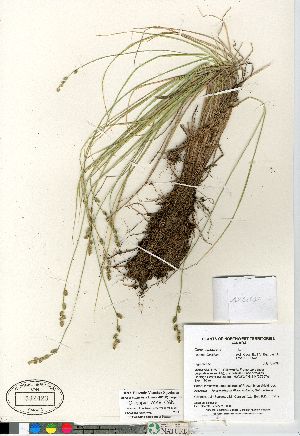 (Carex canescens subsp fuscidula - Gillespie_7449_CAN)  @11 [ ] Copyright (2011) Canadian Museum of Nature Canadian Museum of Nature