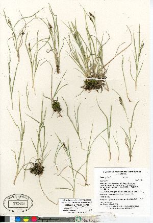  (Carex garberi - Gillespie_7443_CAN)  @11 [ ] Copyright (2011) Canadian Museum of Nature Canadian Museum of Nature