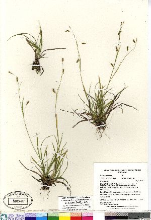  (Carex capillaris subsp chlorostachys - Gillespie_7442_CAN)  @11 [ ] Copyright (2011) Canadian Museum of Nature Canadian Museum of Nature