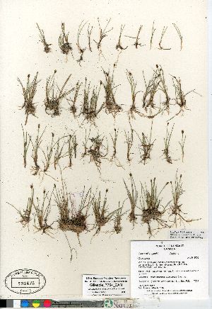  (Carex microglochin - Gillespie_7754_CAN)  @11 [ ] Copyright (2011) Canadian Museum of Nature Canadian Museum of Nature