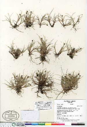  (Carex ursina - Gillespie_7619_CAN)  @11 [ ] Copyright (2011) Canadian Museum of Nature Canadian Museum of Nature