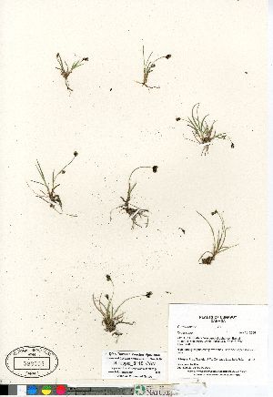  (Carex bicolor - Gillespie_8118_CAN)  @11 [ ] Copyright (2011) Canadian Museum of Nature Canadian Museum of Nature