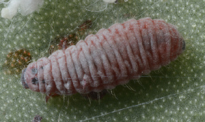  (Hyperaspis trifurcata - UAIC1128859)  @11 [ ] (by) (2021) Wendy Moore University of Arizona Insect Collection