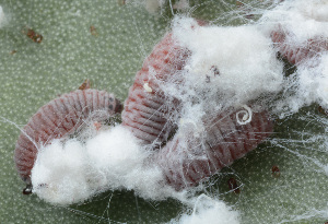  ( - UAIC1128852)  @11 [ ] (by) (2021) Wendy Moore University of Arizona Insect Collection