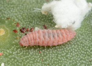  ( - UAIC1128902)  @11 [ ] (by) (2021) Wendy Moore University of Arizona Insect Collection