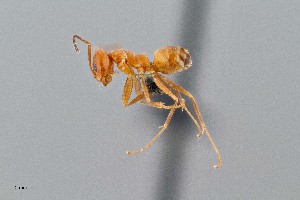  ( - UAIC1052042)  @11 [ ] by (2021) Wendy Moore University of Arizona Insect Collection