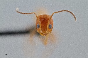  ( - UAIC1052042)  @11 [ ] by (2021) Wendy Moore University of Arizona Insect Collection