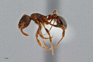  ( - UAIC1052100)  @11 [ ] by (2021) Wendy Moore University of Arizona Insect Collection