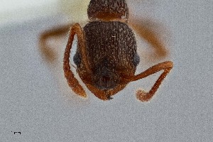  ( - UAIC1052100)  @11 [ ] by (2021) Wendy Moore University of Arizona Insect Collection