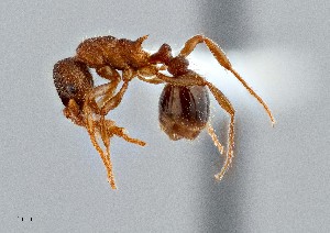  ( - UAIC1052103)  @11 [ ] by (2021) Wendy Moore University of Arizona Insect Collection
