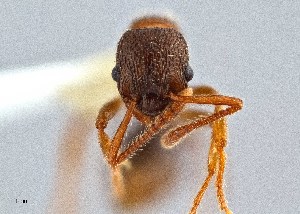  ( - UAIC1052103)  @11 [ ] by (2021) Wendy Moore University of Arizona Insect Collection