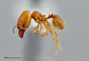  (Pheidole cerebrosior - UAIC1052131)  @11 [ ] by (2021) Wendy Moore University of Arizona Insect Collection
