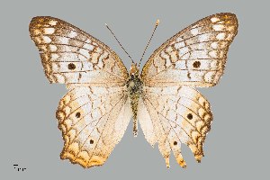  (Anartia jatrophae luteipicta - UAIC1064024)  @11 [ ] by (2022) Wendy Moore University of Arizona Insect Collection