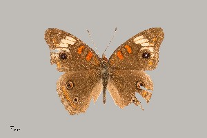  (Junonia pacoma - UAIC1064028)  @11 [ ] by (2022) Wendy Moore University of Arizona Insect Collection