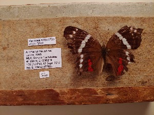  (Anartia fatima colimaa - UAIC1064029)  @11 [ ] by (2022) Wendy Moore University of Arizona Insect Collection
