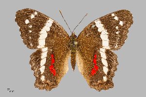  (Anartia fatima - UAIC1064030)  @11 [ ] by (2022) Wendy Moore University of Arizona Insect Collection